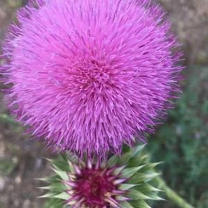 Meet your Posher, Hellen